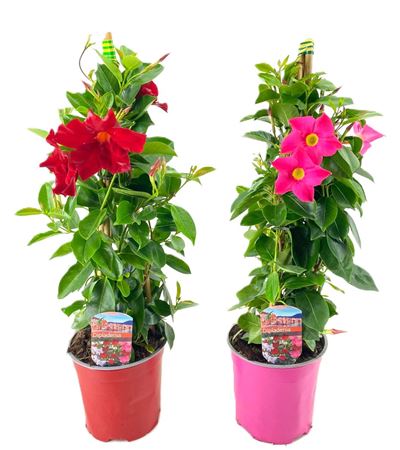 Mandevilla Rio Mix Pillar