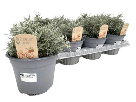 Helichrysum Italicum