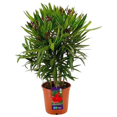 Nerium Oleander Red
