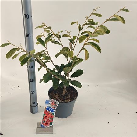 Hamamelis Int Diane