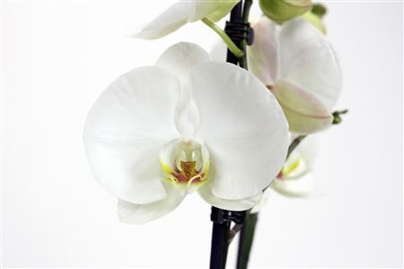 Phal 2st White Xxxl (phalaenova)