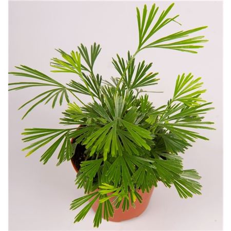 Actiniopteris Australis