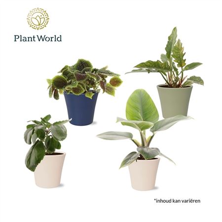 Plantmix  Island Saver In Pot Coco