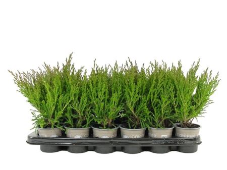 Juniperus Hor Andorra Compact