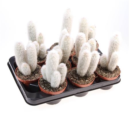 Austrocephalocereus Dybowskii