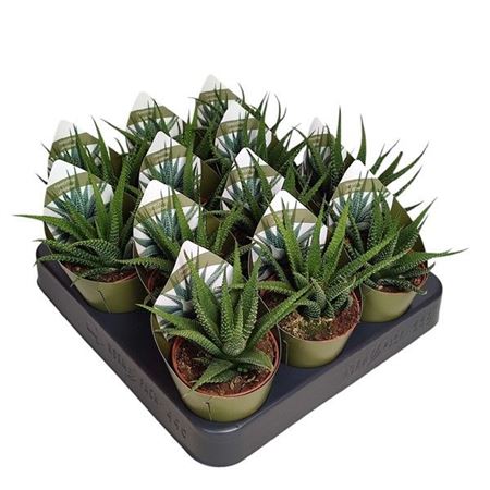 Haworthia Universe Potcover