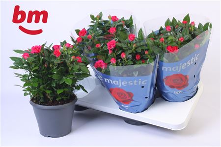 Rosa Jewel Patio Purple (bm)