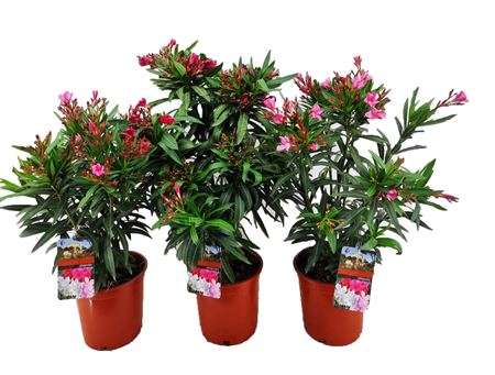 Nerium Oleander Mix