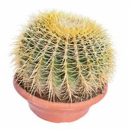 Эхинокактус Грузони