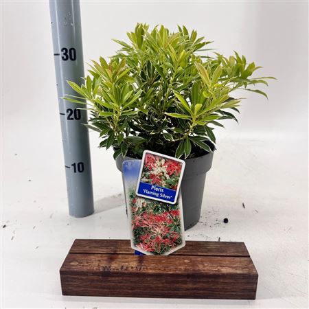 Pieris Flaming Silver