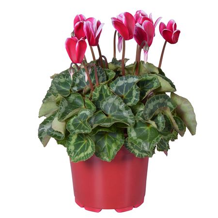 Cyclamen Super Allure Fuji Wine Red Ton Sur Ton
