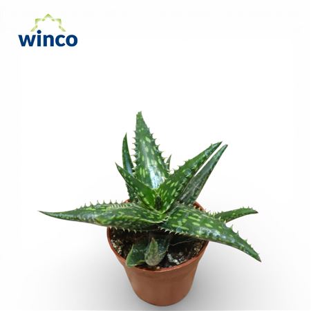 Aloe Jucunda