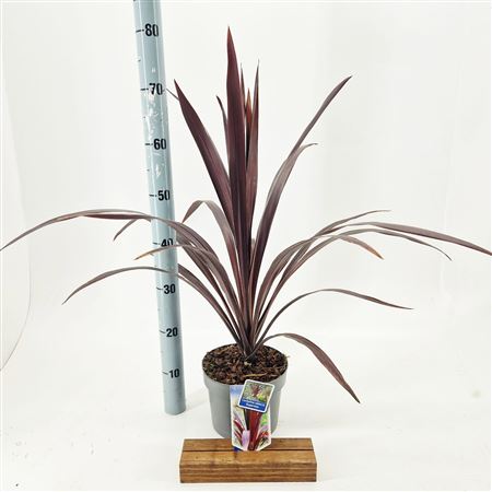 Cordyline Obtecta Superstar