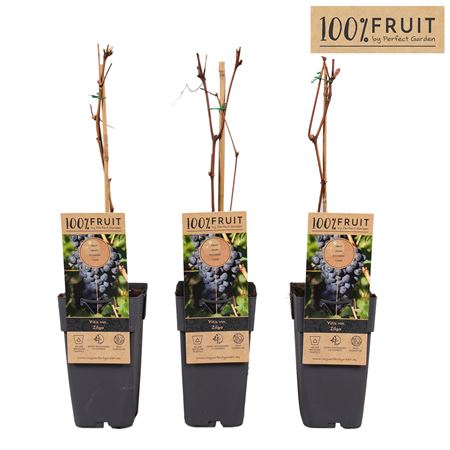 Vitis Vin Zilga