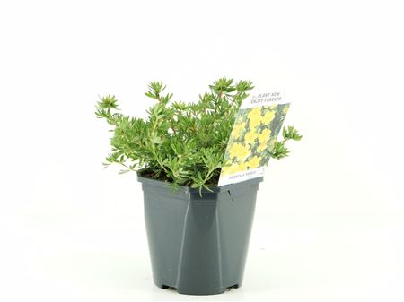 Potentilla Frut Kobold