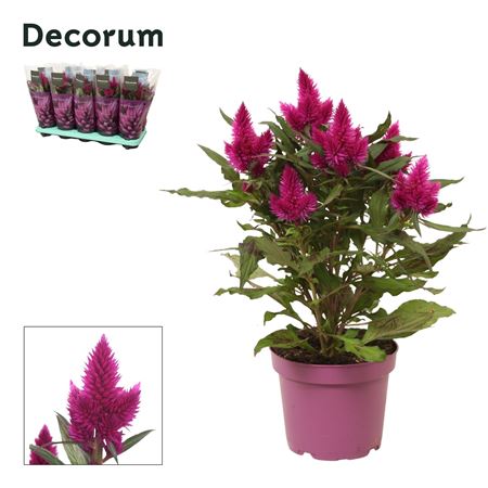 Celosia Deep Purple With Sleeve (decorum)