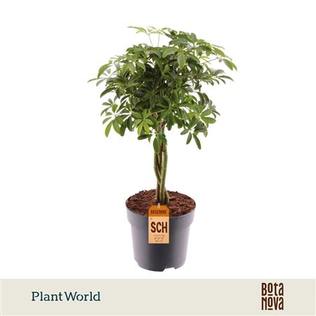Schefflera Luseana Twisted Stam