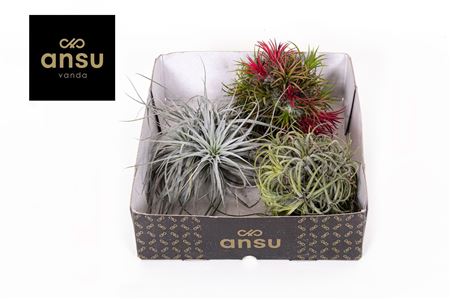 Tillandsia Trio