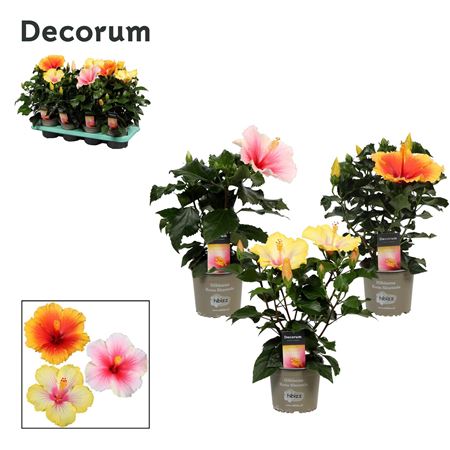Hibiscus Tutti Frutti Mix 5+ (decorum)