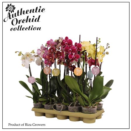 Phal 2st Authentic Mix 12+ (orchid Growers)