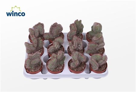 Nictocereus Cristata