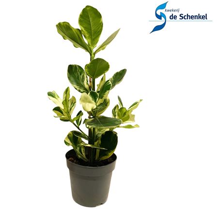 Clusia Rosea White Star