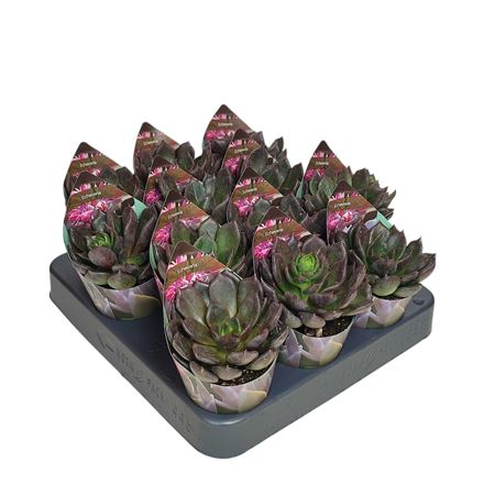 Echeveria Black Prince Potcover