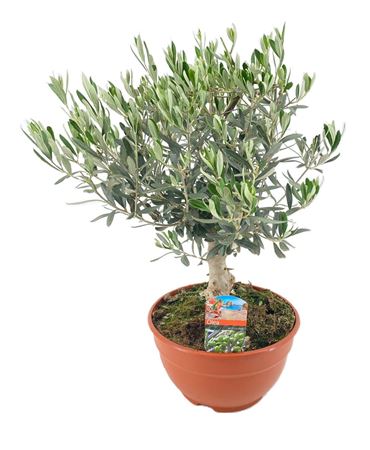 Olea Europaea On Stem Bowl