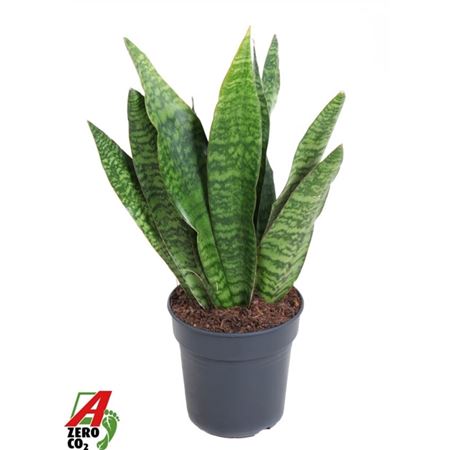 Sansevieria Jamaiquina