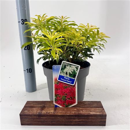 Pieris Jap Forest Flame