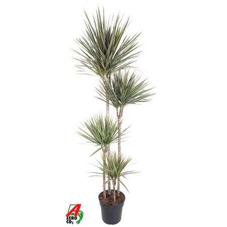 Drac Bicolor 120-90-60-30