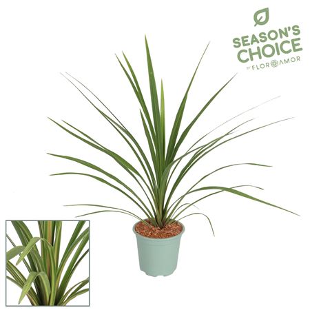 Cordyline Peko