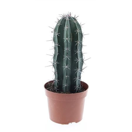 Lemaireocereus Pruinosus