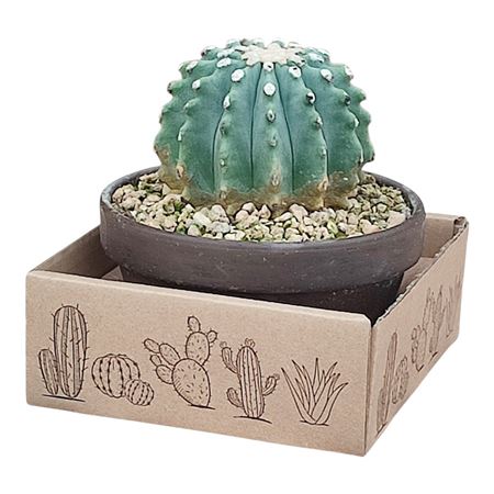 Ferocactus Glaucescens Inermis In Terracotta