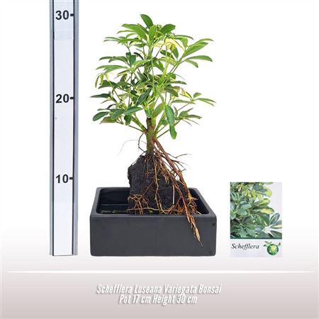 Schefflera Luseana Variegata