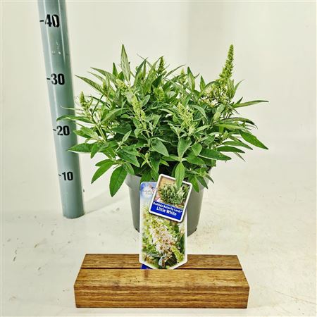 Buddleja Dav Little White (butterfly Candy)
