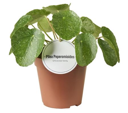 Pilea Sugar