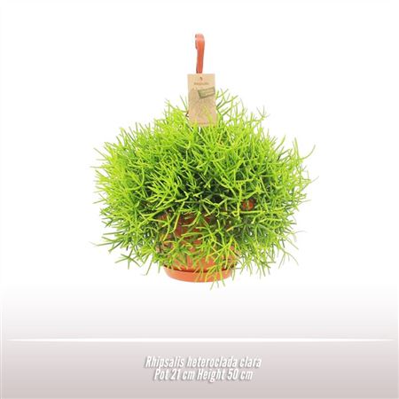 Rhipsalis Heteroclada Clara Hanging Pot