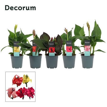 Canna Mix (decorum)