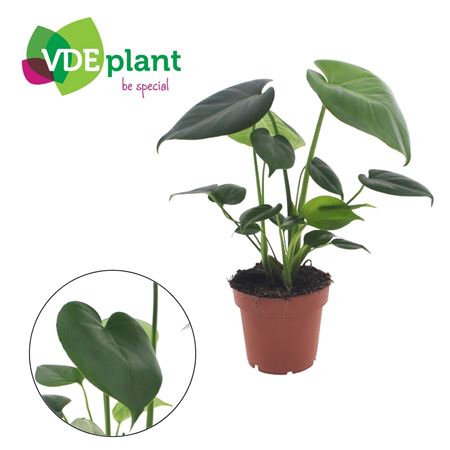 Monstera Tauerii