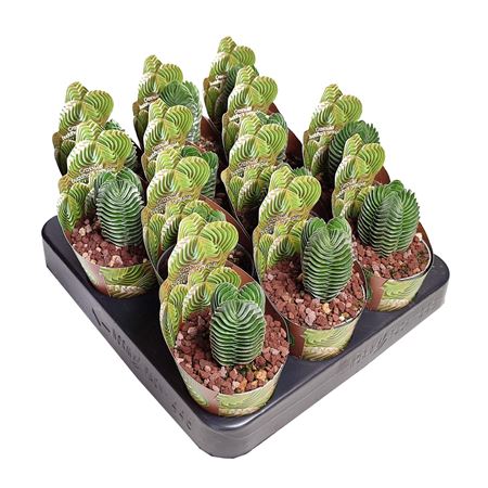 Crassula Buddha's Temple Potcover