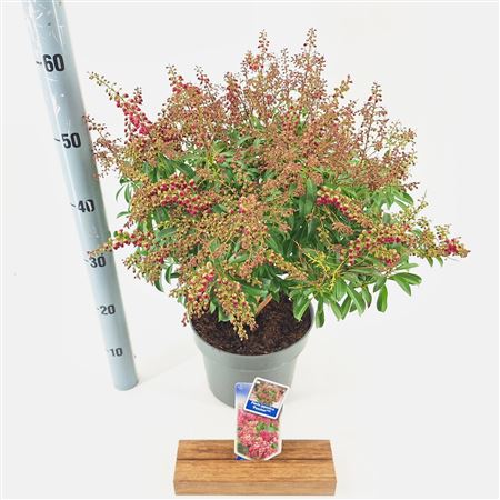 Pieris Jap Passion