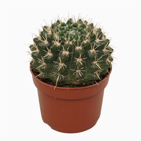 Notocactus Mammulosus