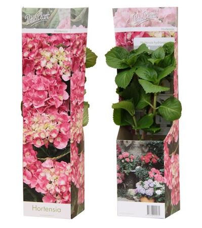 Hydrangea Ma Early Pink Young Plants