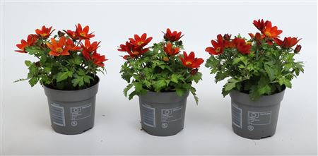 Bidens Taka Tuka Red Yellow Center
