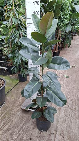 Ficus El Robusta On Stem