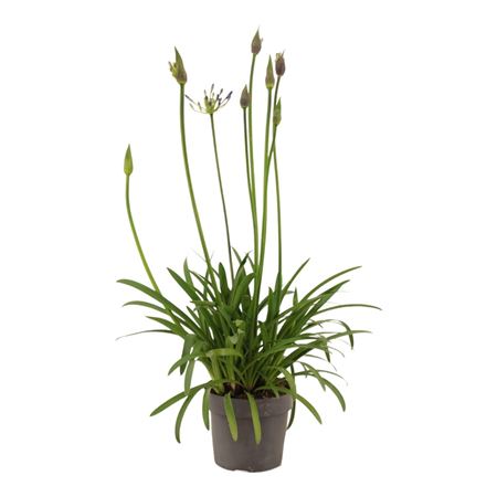 Agapanthus Su Casa