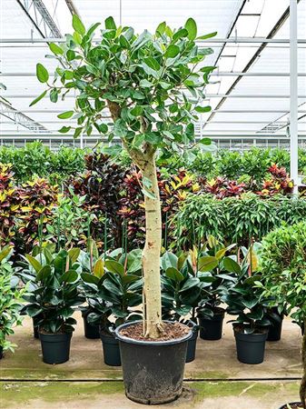 Ficus Benghalensis 'audrey' (220-260)