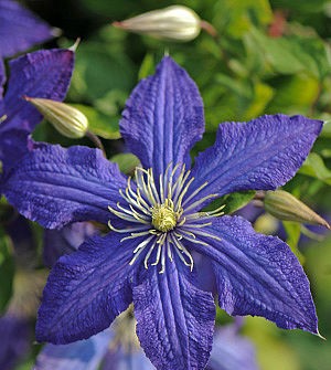 Клематис гибридный Рапсодия