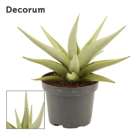 Sansevieria Chanin Crown (dec)